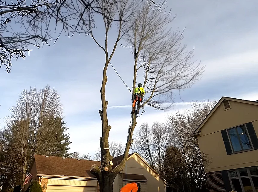 Dave kirkland tree removal and Service